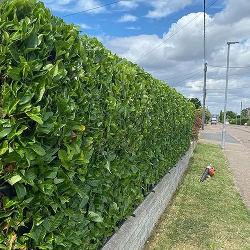 Hedge Trimming Services In Clacton-on-Sea, Essex